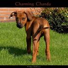 Charming Chandu