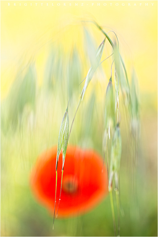 charming meadow......