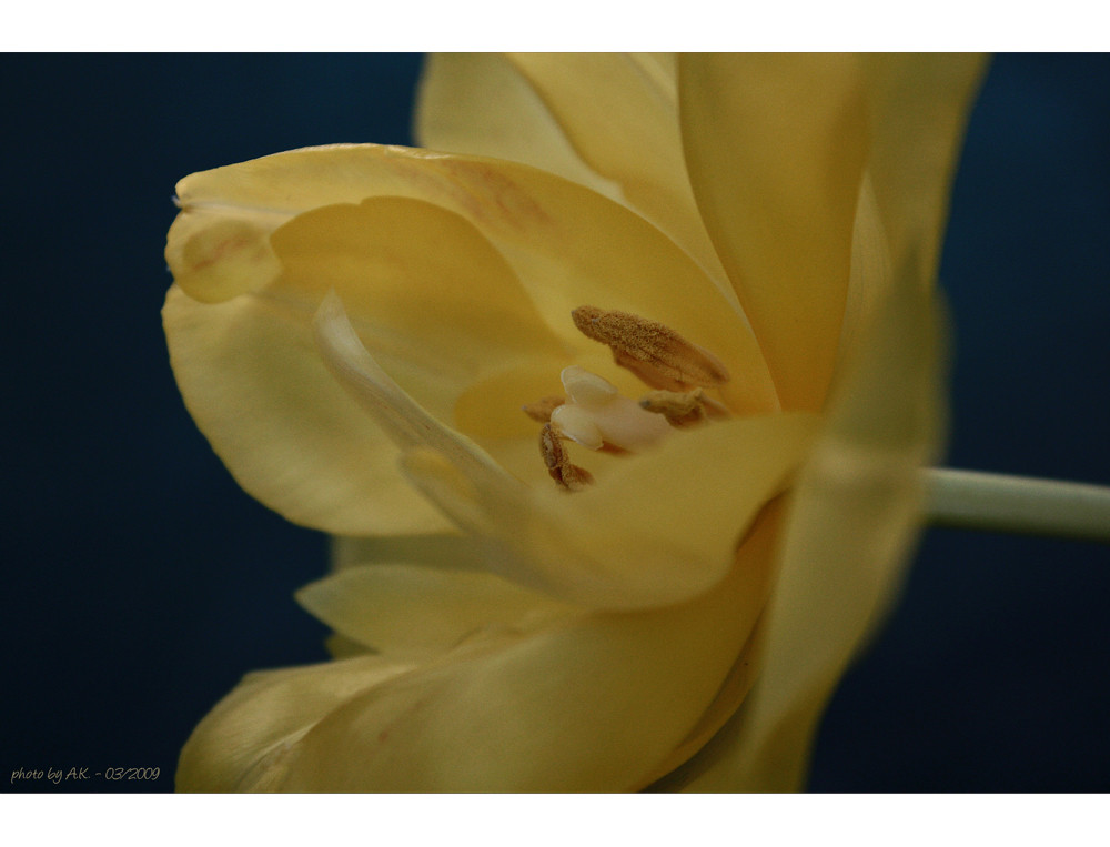 charming tulip