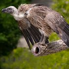 Charognard au repos (Gyps himalayensis, vautour de l'Himalaya)