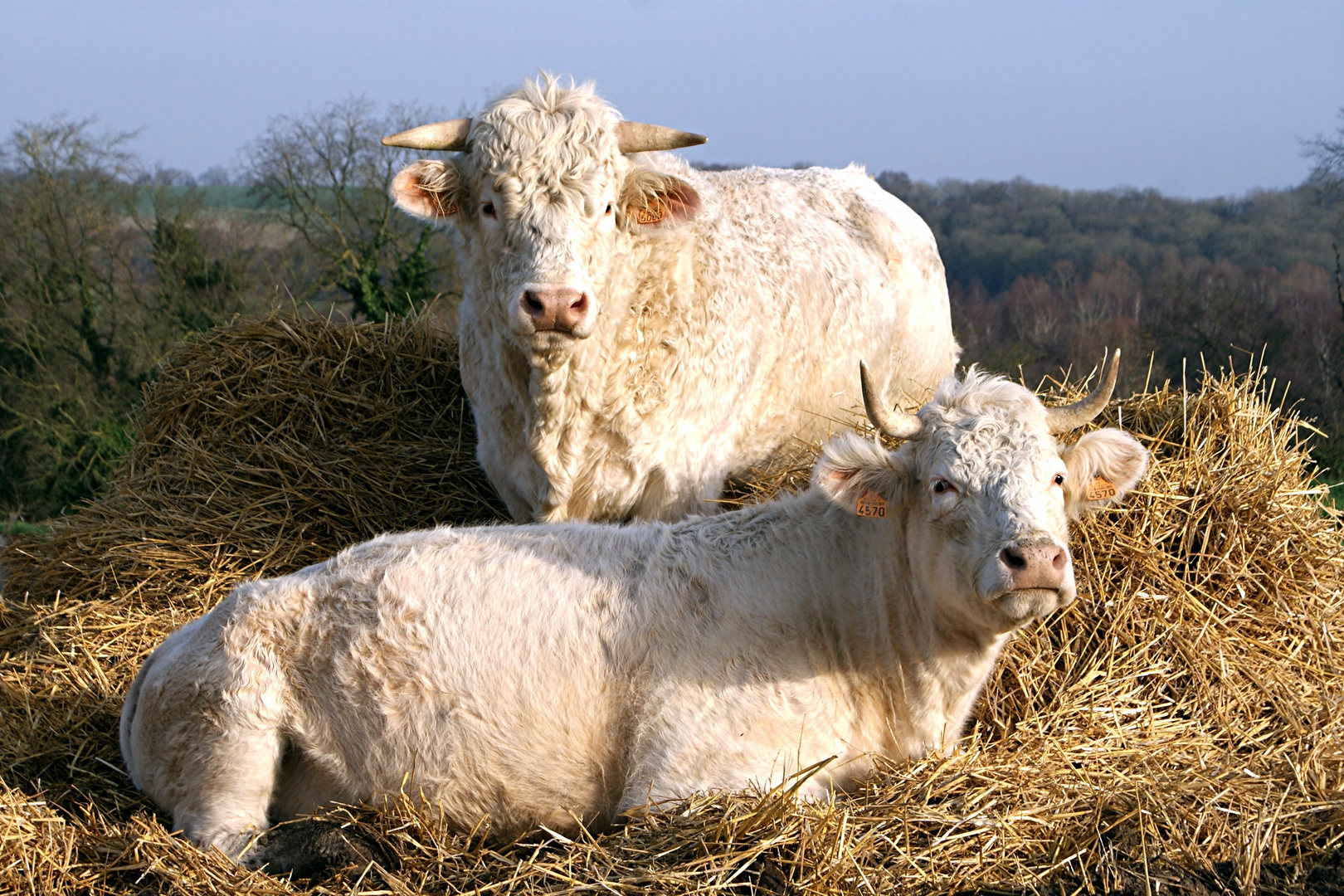 Charolais