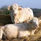 Charolais