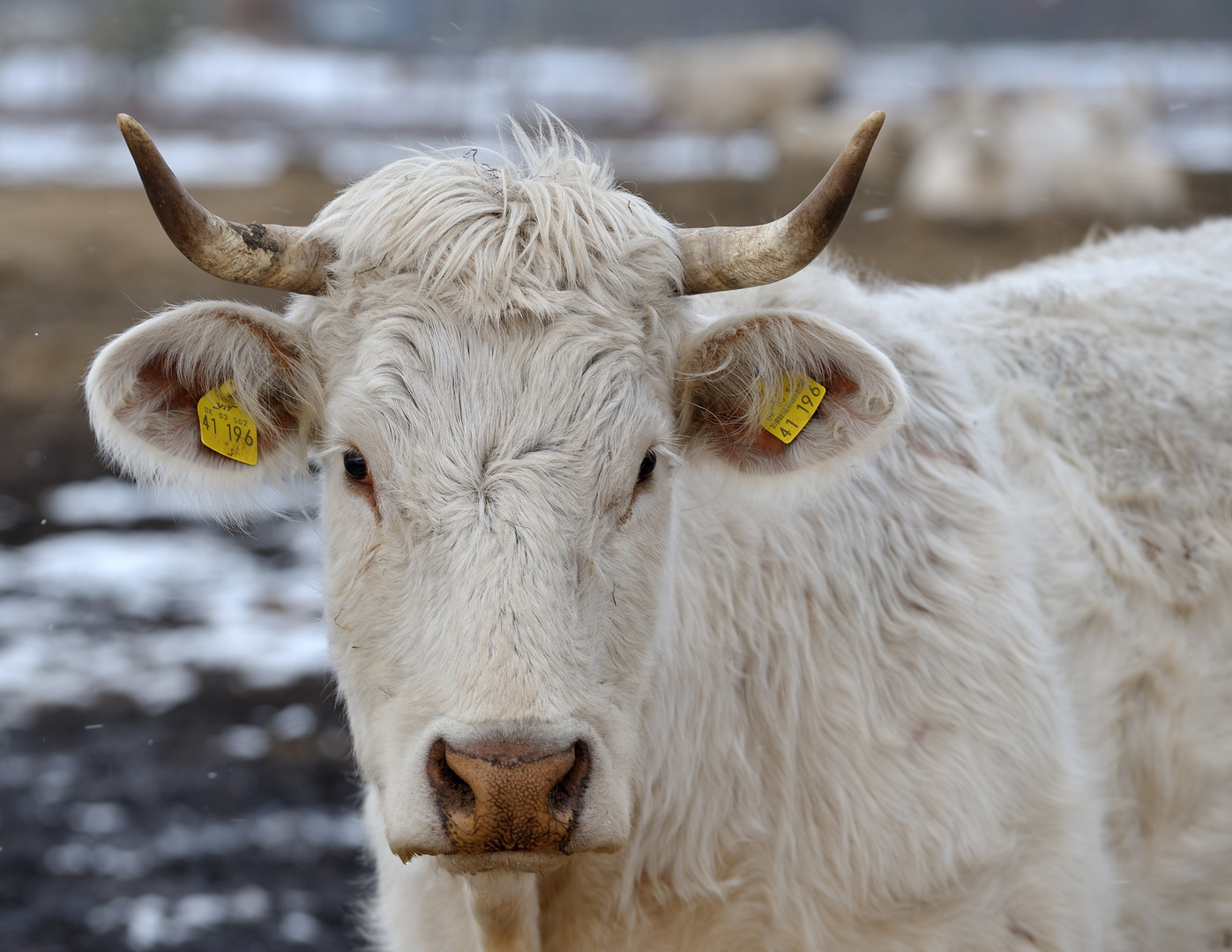 Charolais