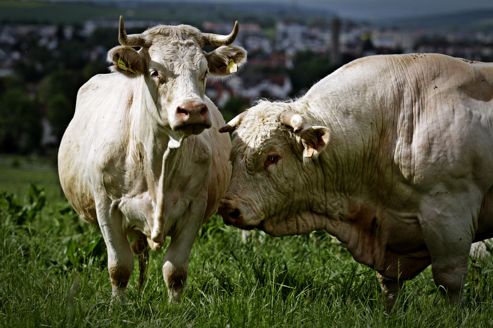Charolais Kuh und Stier