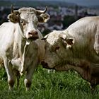 Charolais Kuh und Stier