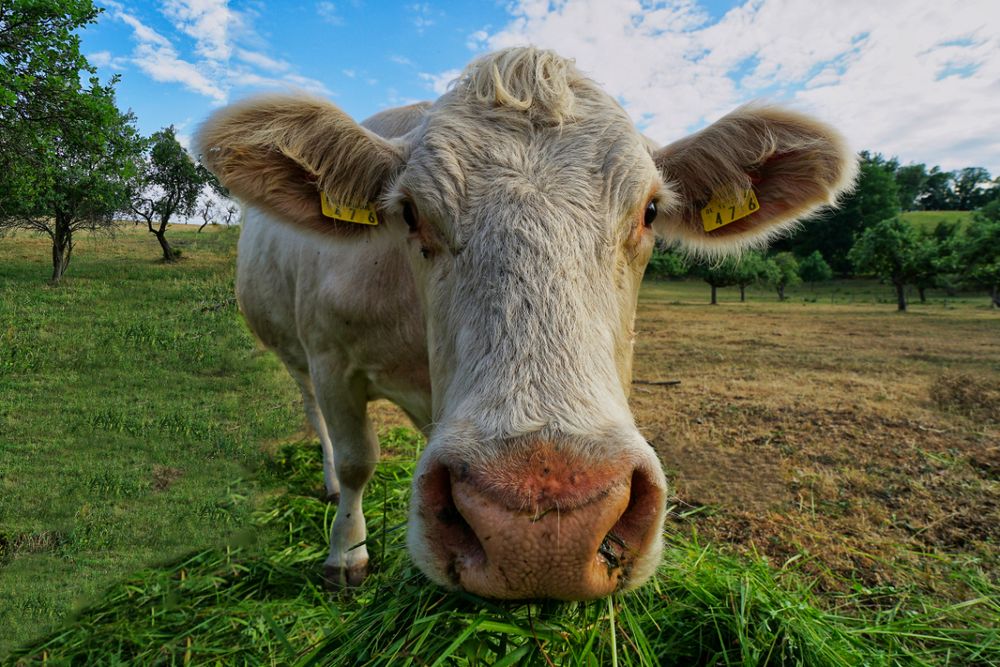 Charolais Rind