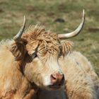 Charolais-Rind Langeoog