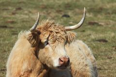 Charolais-Rind Langeoog