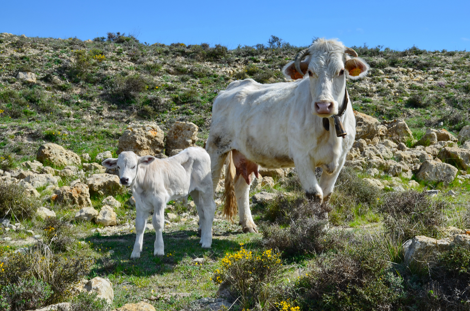 Charolais Rinder