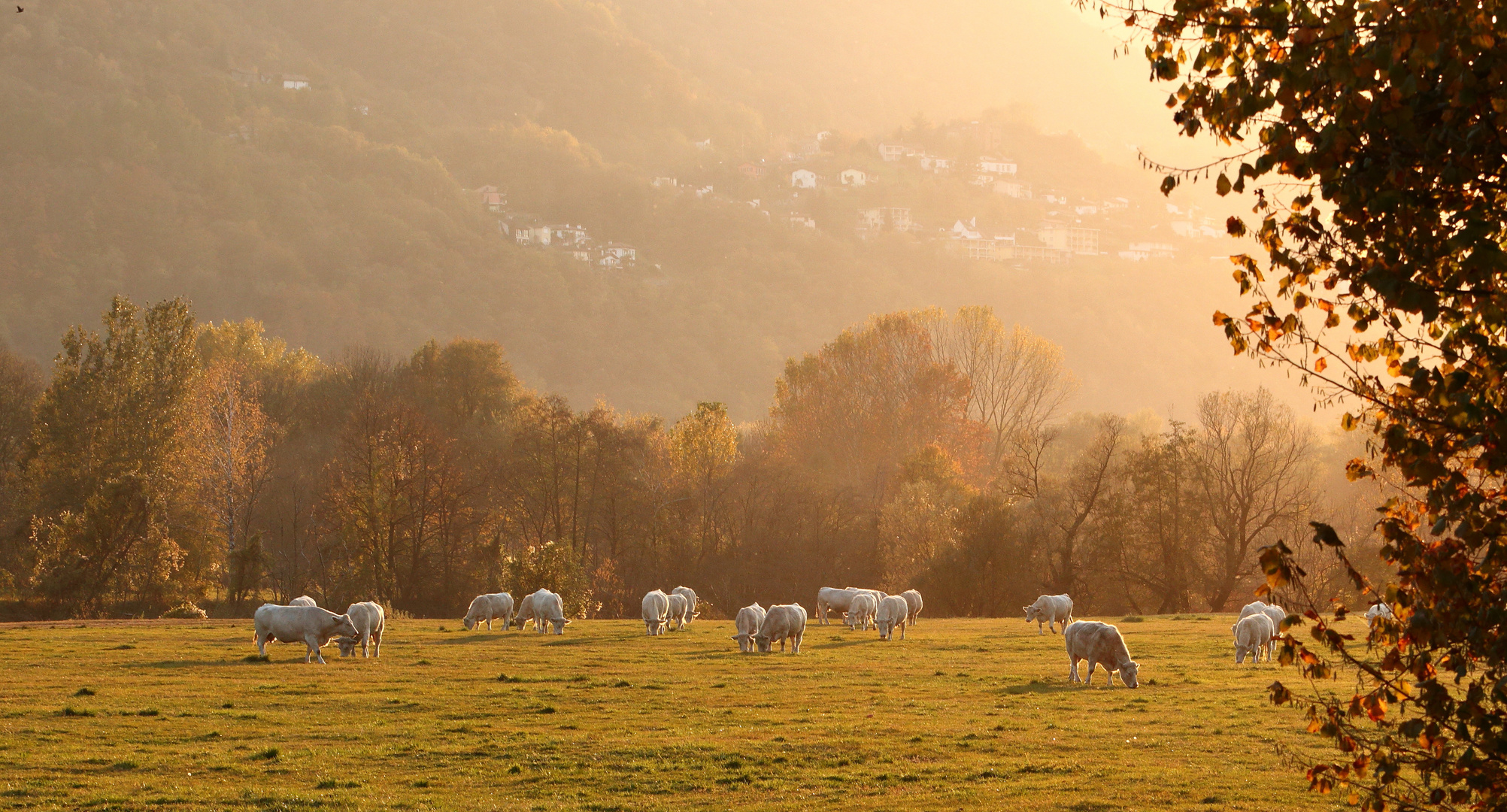 Charolais Rinder 