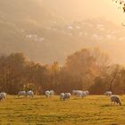 Charolais Rinder 