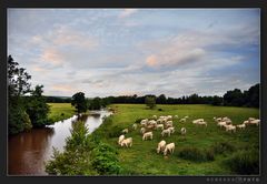 Charolais Rinder