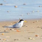 Charrancito común, (Sternula albifrons), Zwergseeschwalbe, Little tern, 