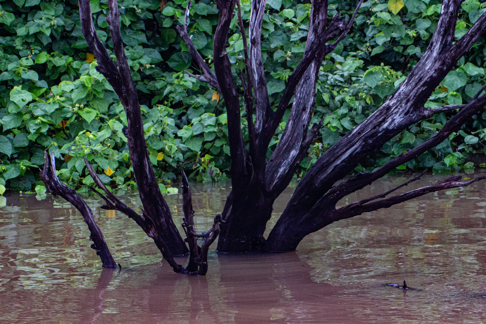 Charred Tree