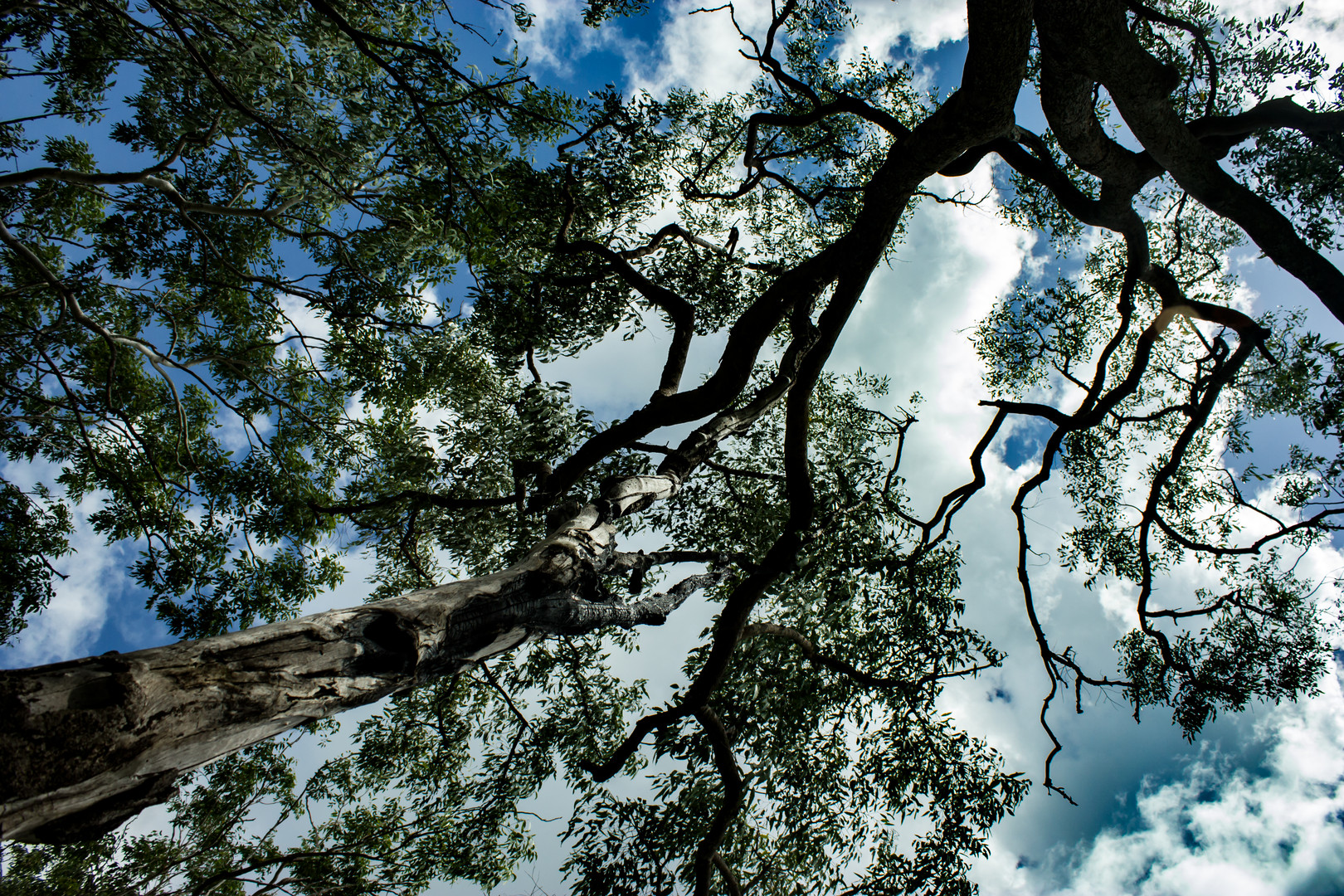 Charred trees