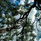 Charred trees