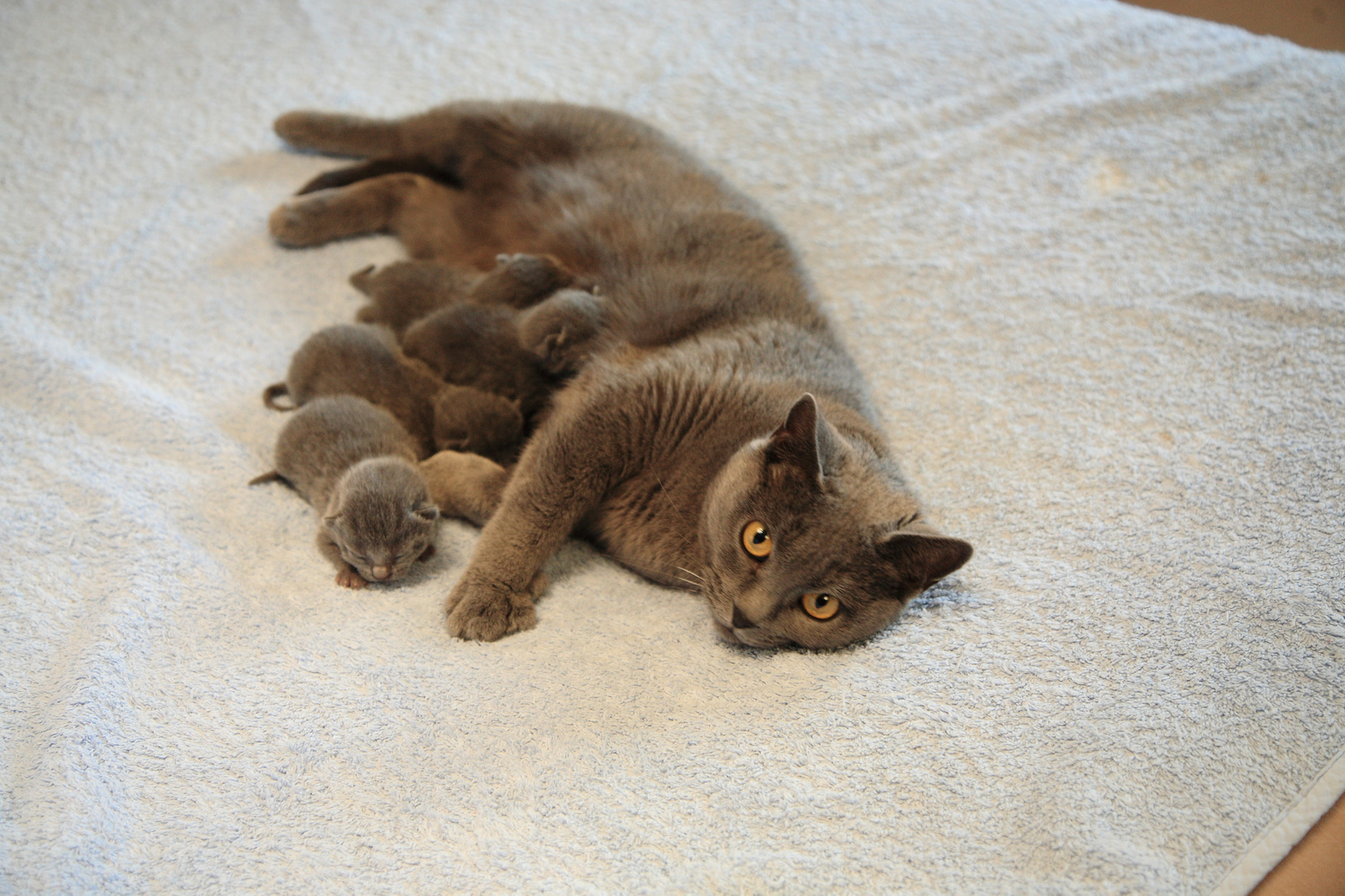 Chartreux Edelkatzen III