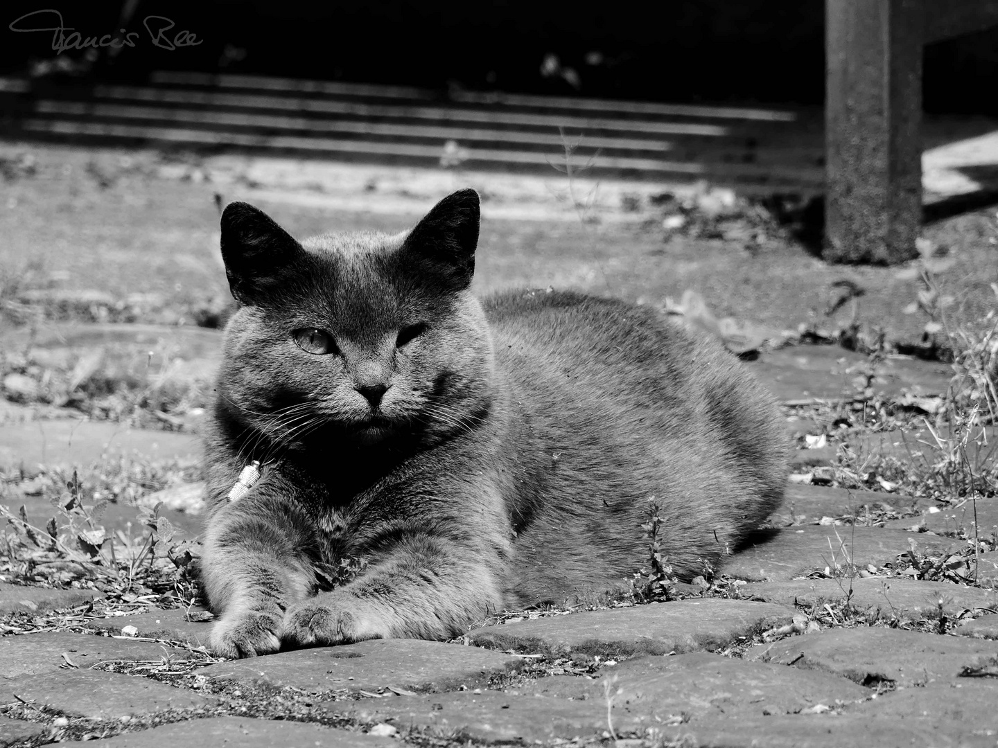 Chartreux_P1320586-FB