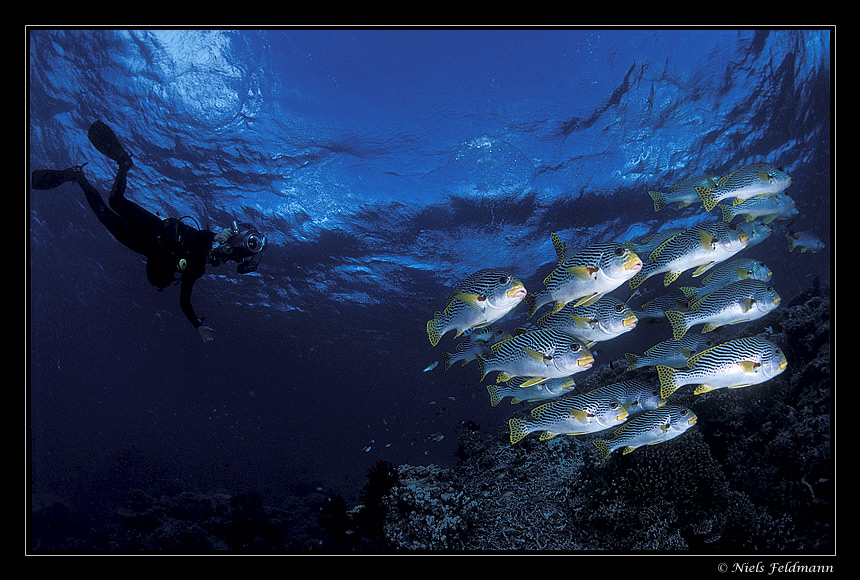 Chasing Lined Sweetlips