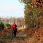 Chasse à courre