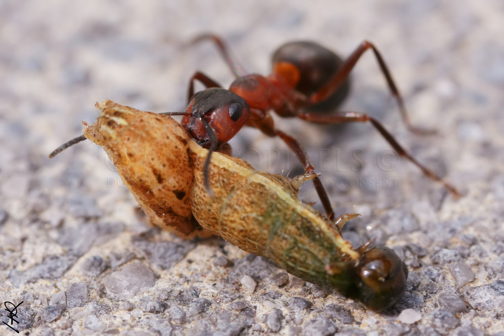 Chasse à la chenille