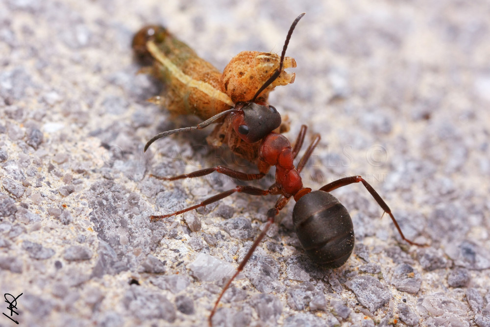 Chasse à la chenille °2