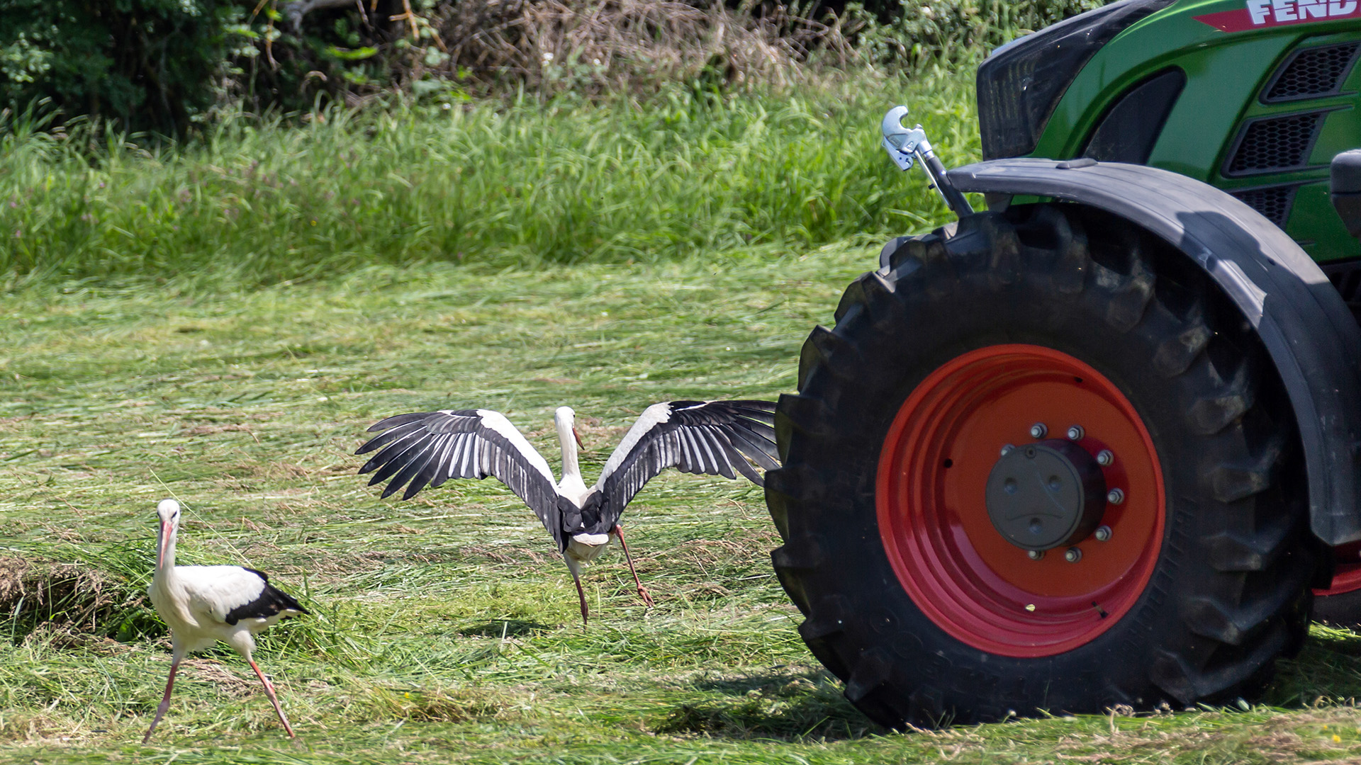 Chasse aux cigognes en Alsace