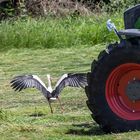 Chasse aux cigognes en Alsace