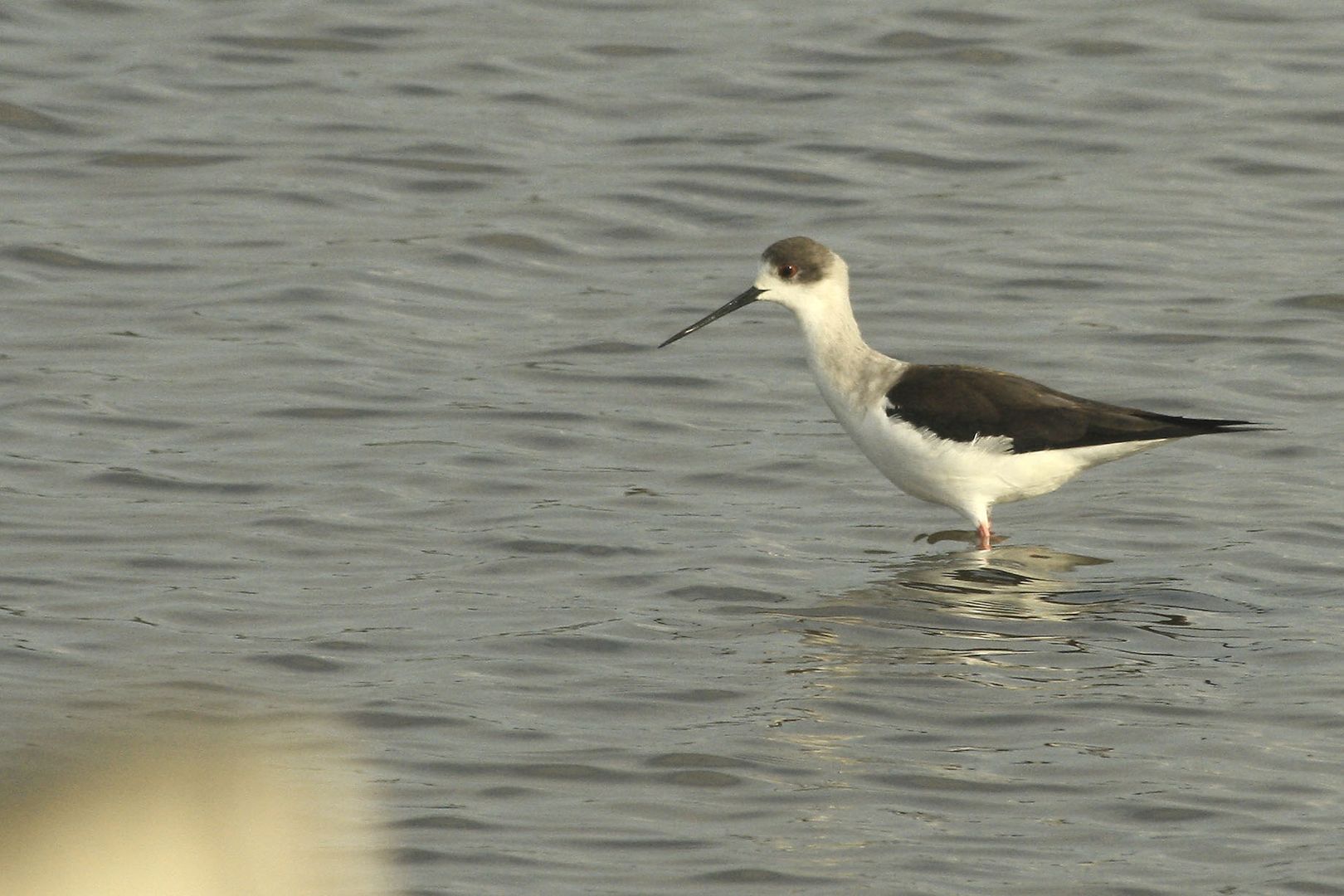 Échasse blanche