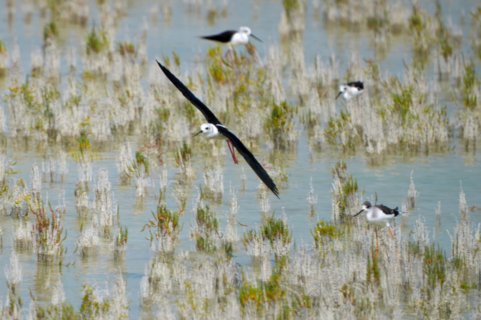 Échasse blanche