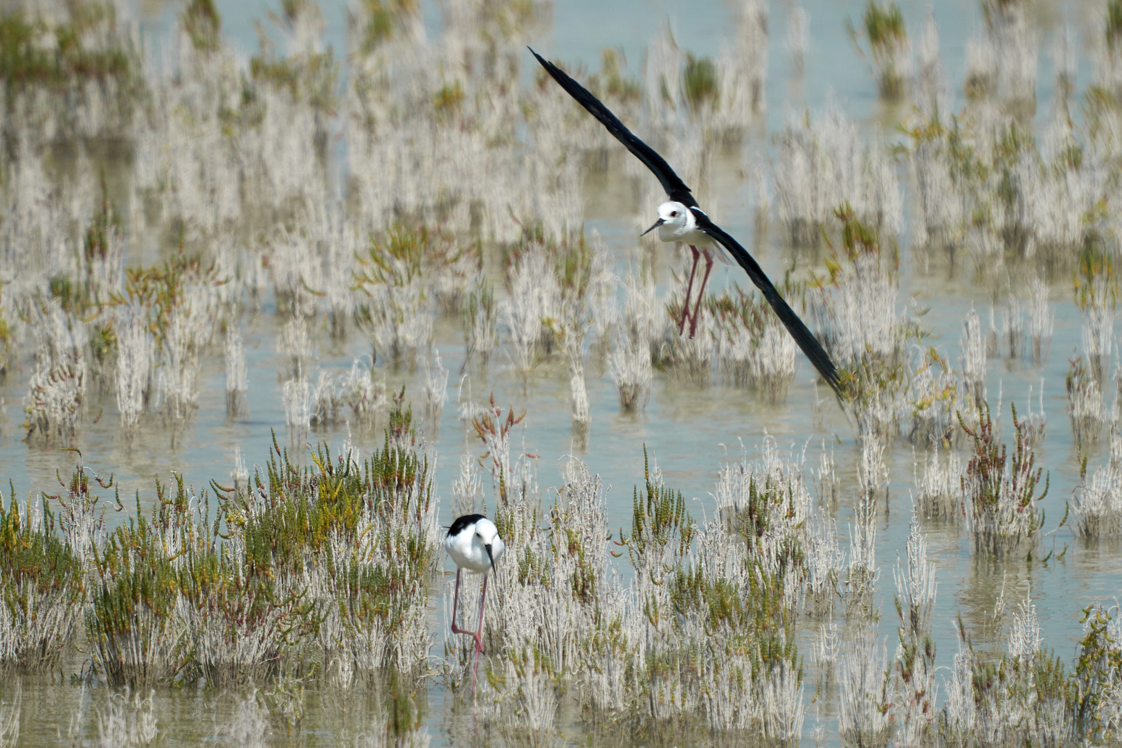 Échasse blanche