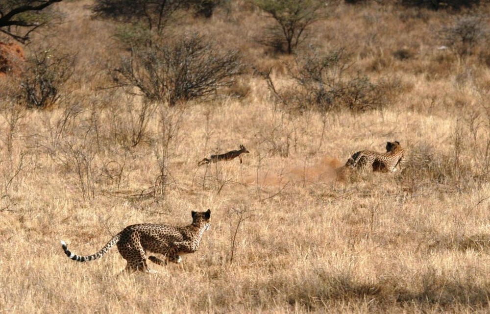 Chasse de guépards (Cheetah hunting) - Samburu / Kenya