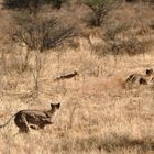 Chasse de guépards (Cheetah hunting) - Samburu / Kenya