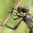 Chasse de la libellule à... la mouche