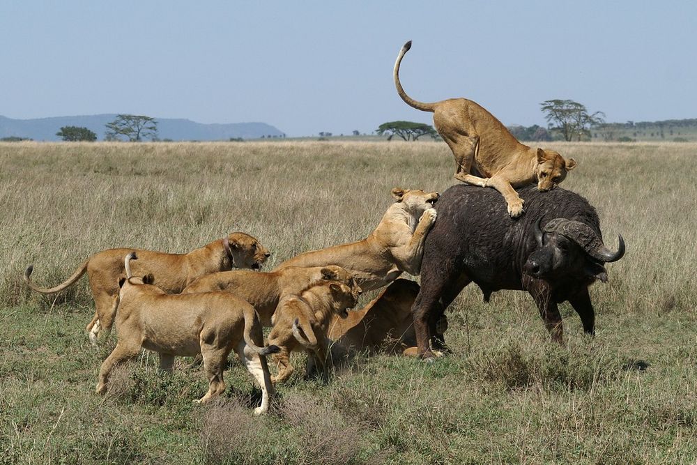 Chasse des lions 3 photo et image animaux, animaux sauvages, bovidés à l