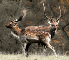 chasse gardée