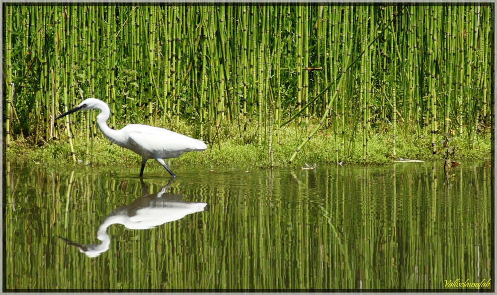 Chasse le long des roseaux