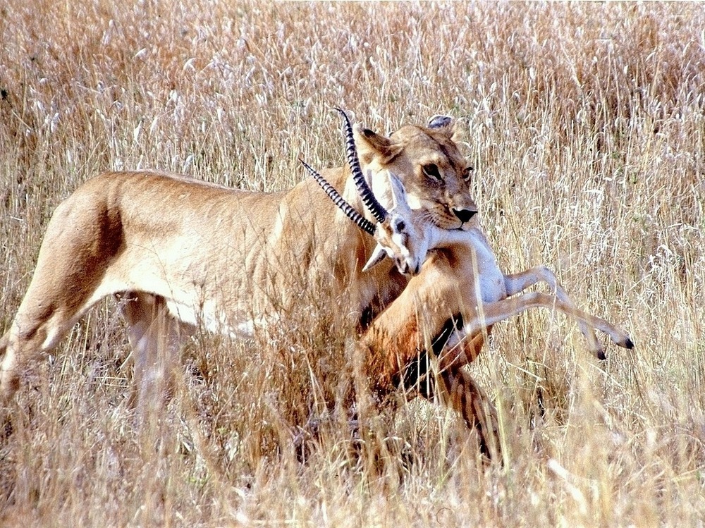 Chasse réussie