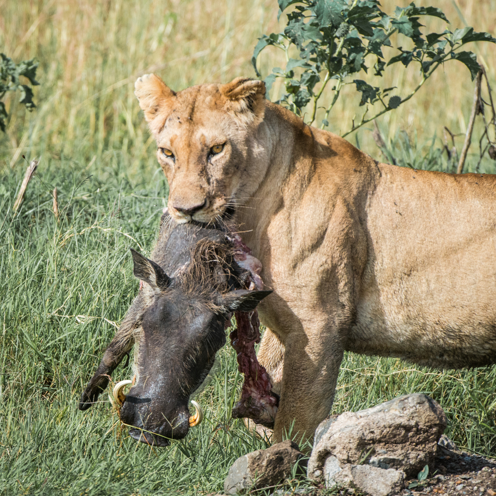 chasse réussie, Kenya