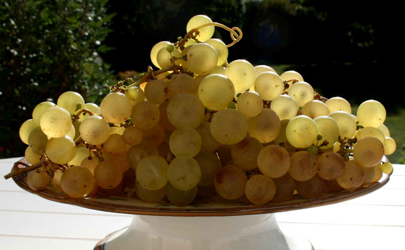 chasselas