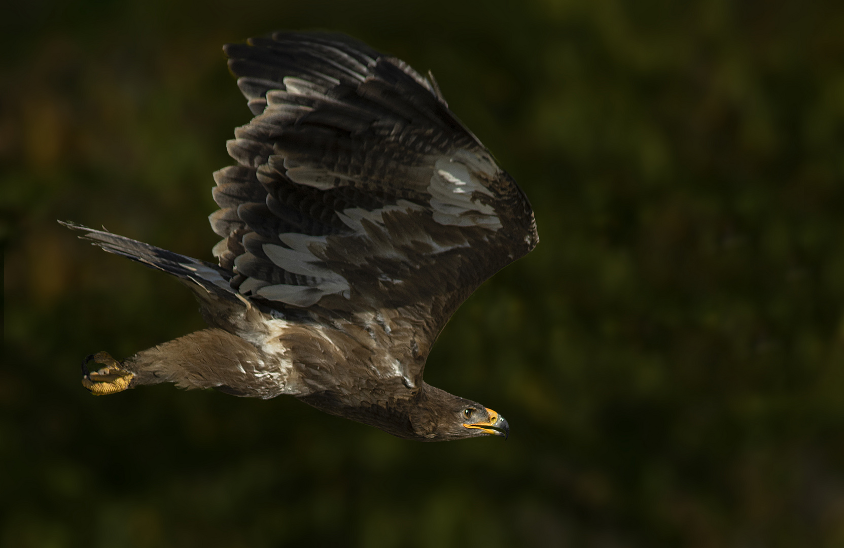 Chasseur (Aquila chrysaetos, aigle royal)