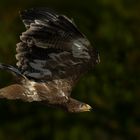 Chasseur (Aquila chrysaetos, aigle royal)