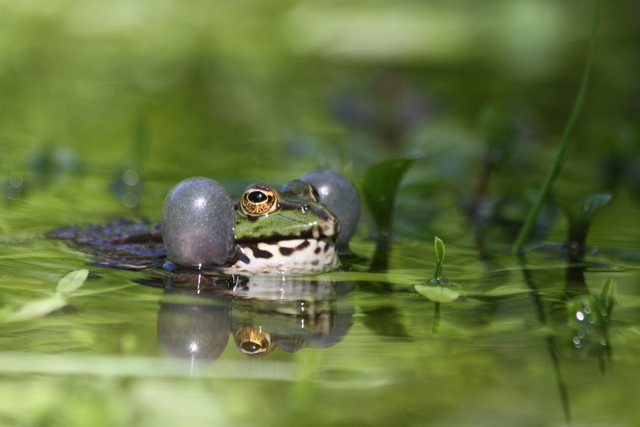 Chasseur d'image