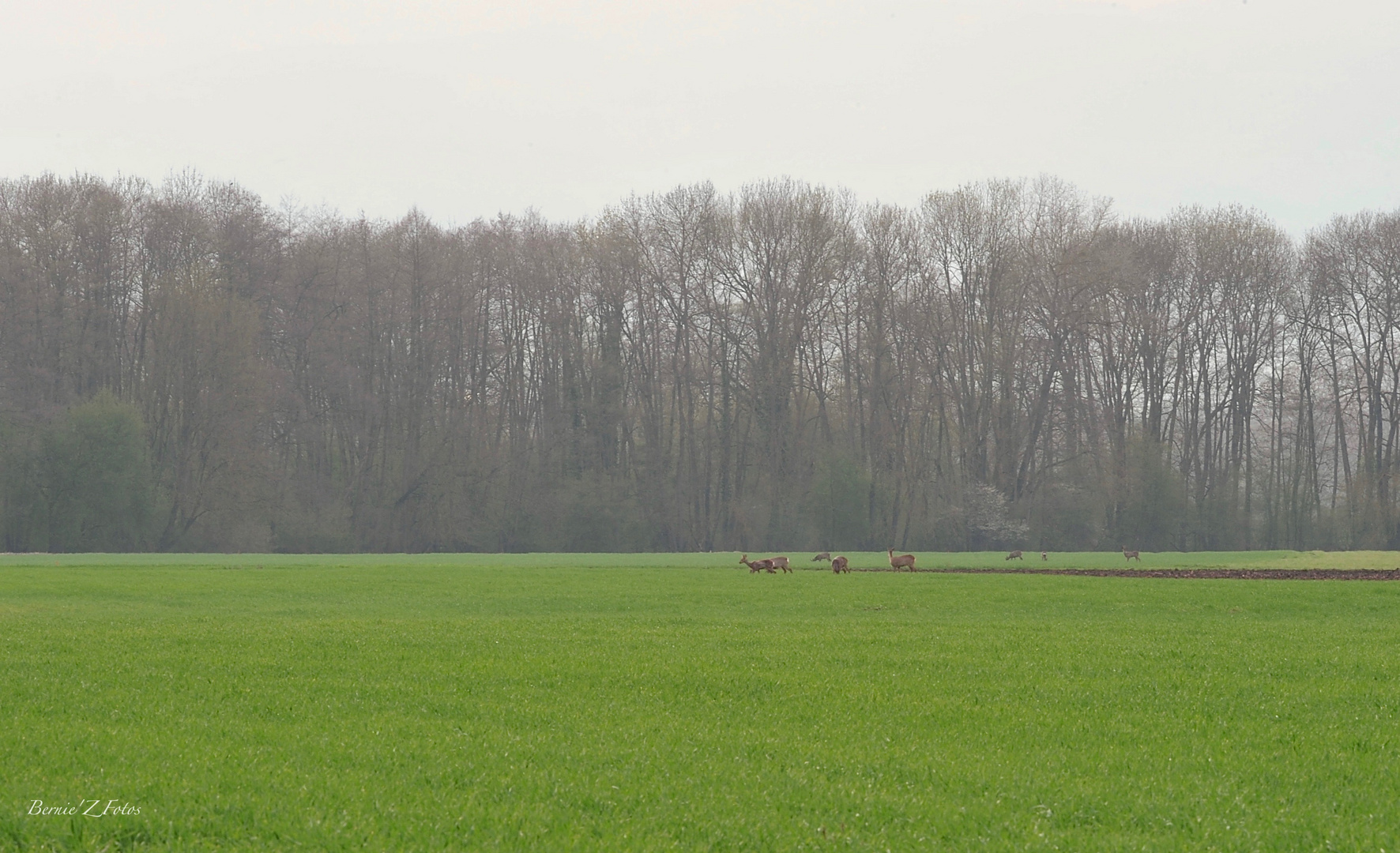 Chasseur d'images - pas chasseur !