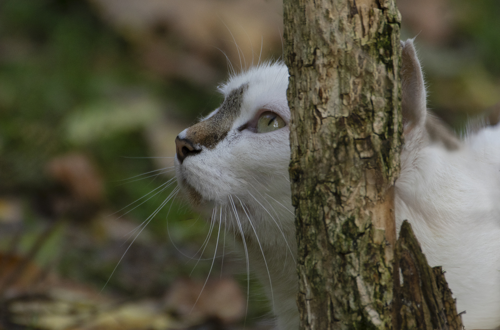 Chasseur impitoyable, bien camouflé (chat non identifié)