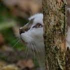 Chasseur impitoyable, bien camouflé (chat non identifié)