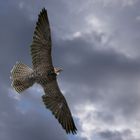 Chasseur rapide (Falco cherrug, faucon sacre)