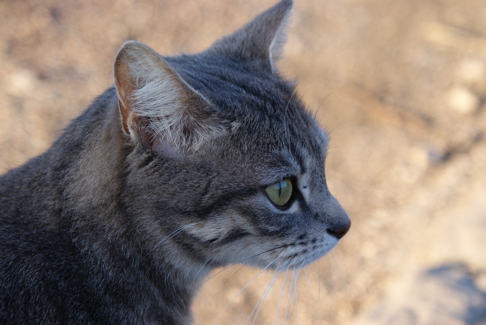 chat à chateau chalons