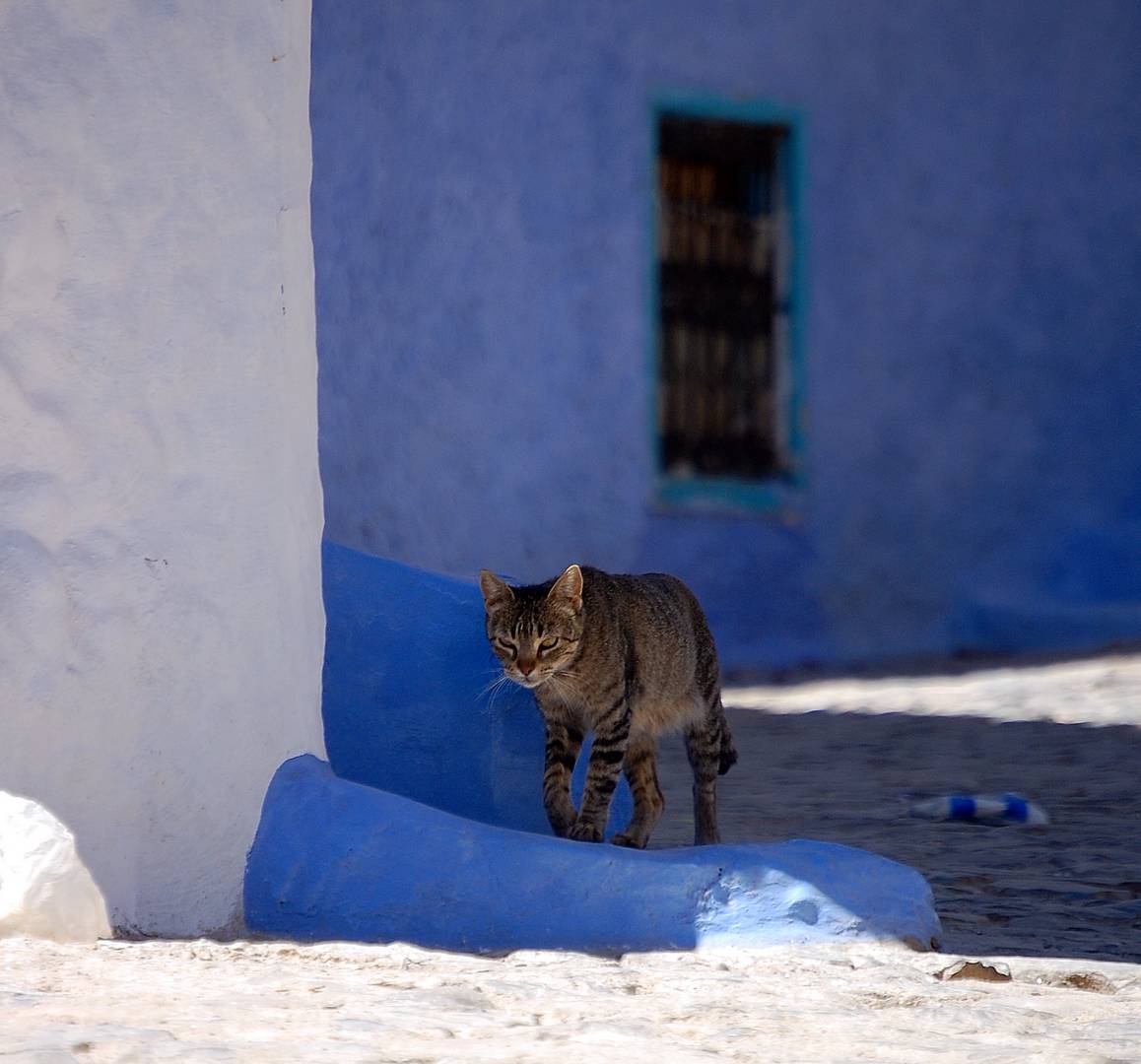 Chat à Chefchaouen Maroc