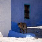 Chat à Chefchaouen Maroc